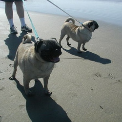 Pets on Parade